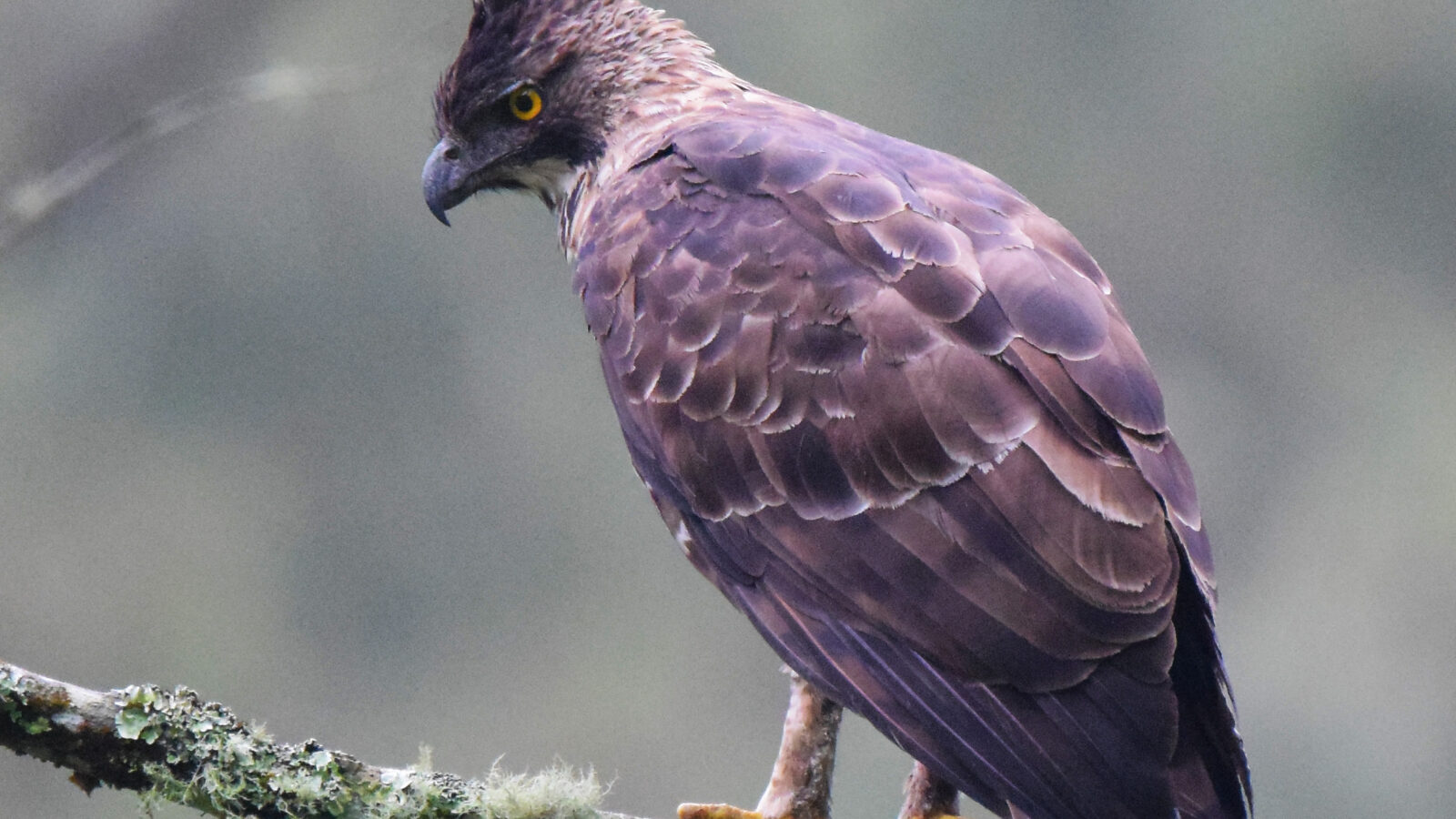 Javan Hawk-Eagle