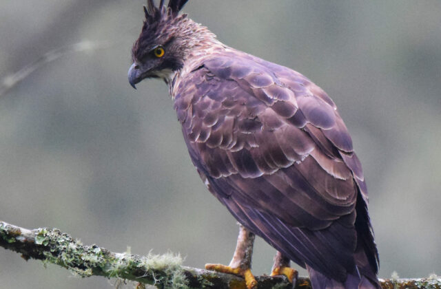 Javan Hawk-Eagle