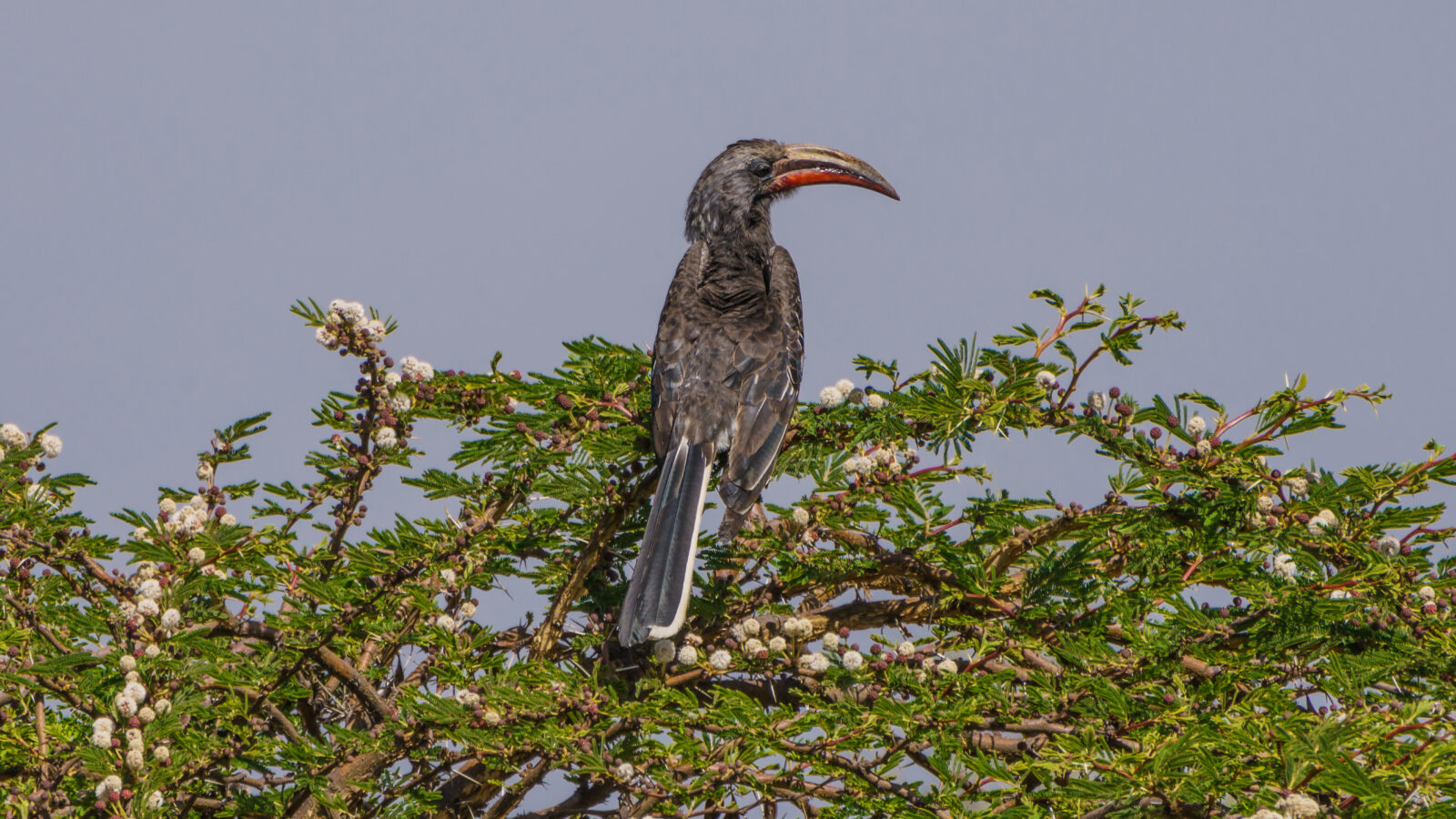 Hemprich’s Hornbill