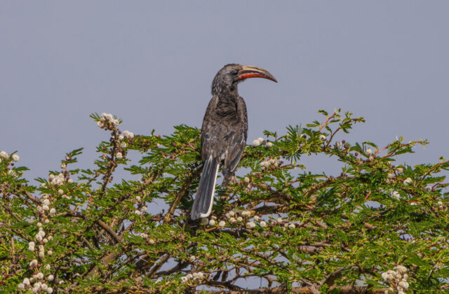 Hemprich’s Hornbill