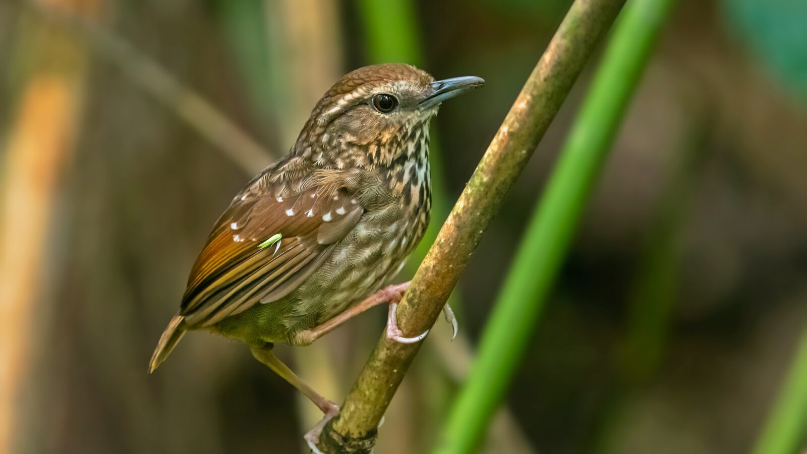 Eyebrowed Wren-Babbler
