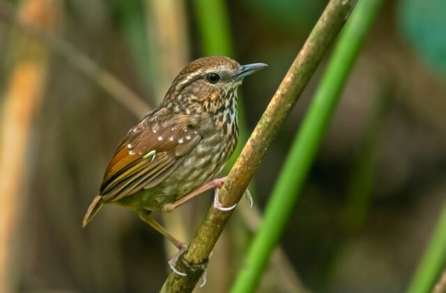 Eyebrowed Wren-Babbler