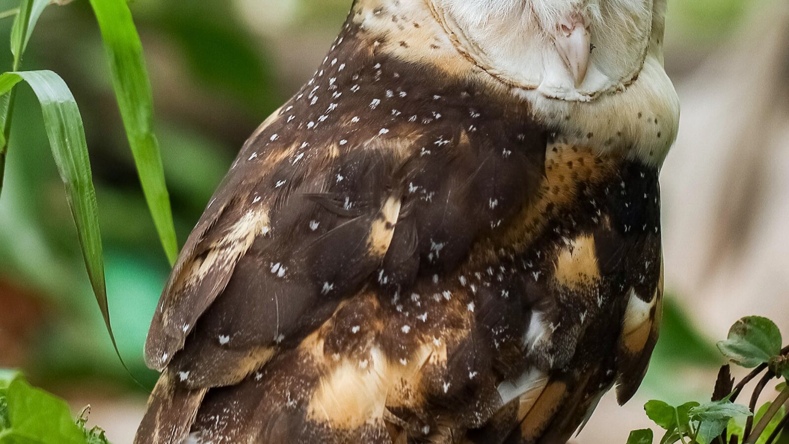 Eastern Grass Owl