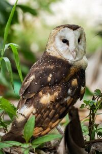 Eastern Grass Owl