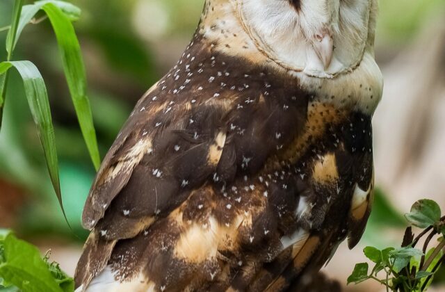 Eastern Grass Owl