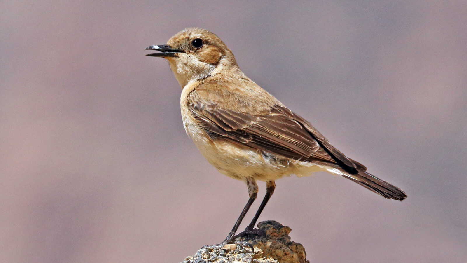 Eastern Black-eared Wheatear