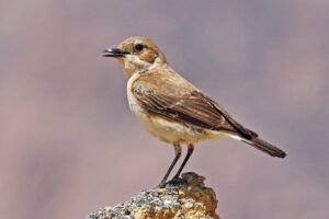 Eastern Black-eared Wheatear
