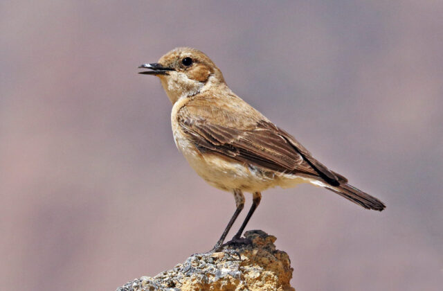 Eastern Black-eared Wheatear