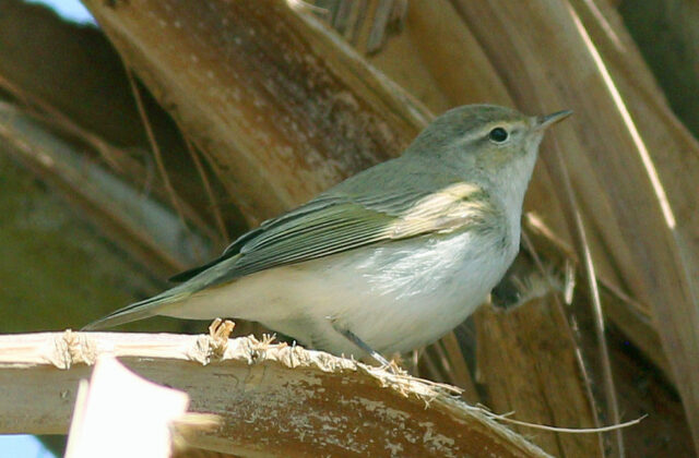 Eastern Bonelli’s Warbler