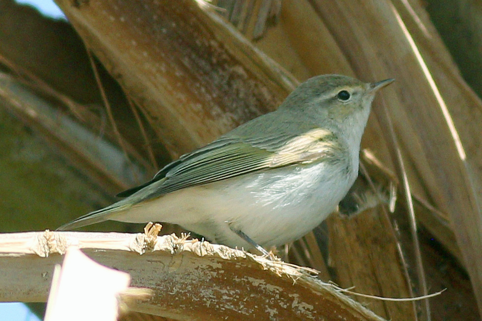 Eastern Bonelli’s Warbler