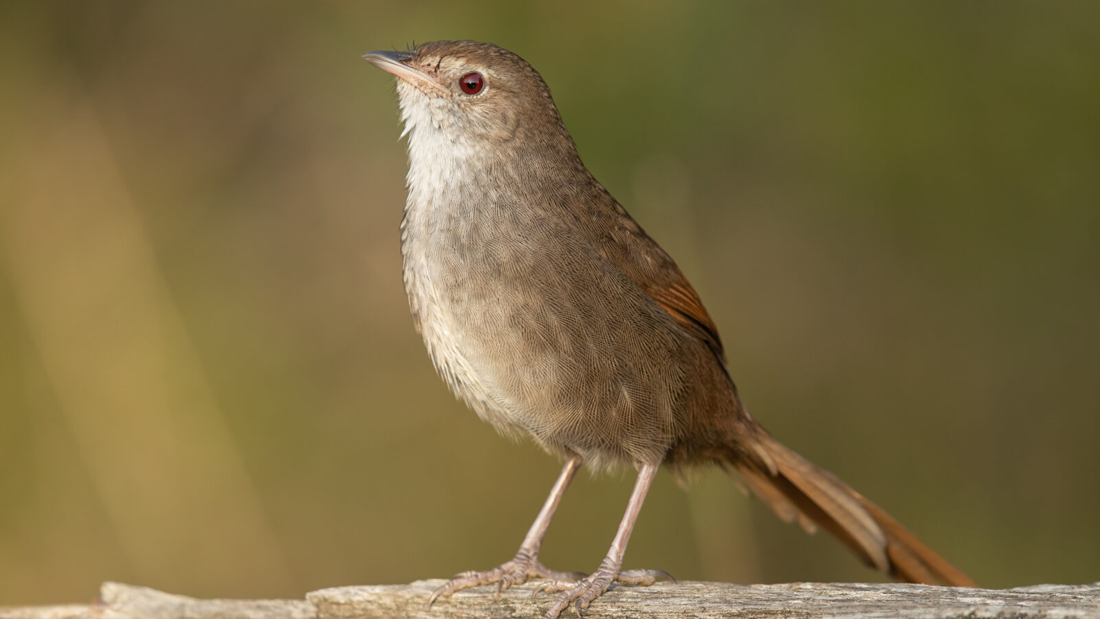 Eastern Bristlebird