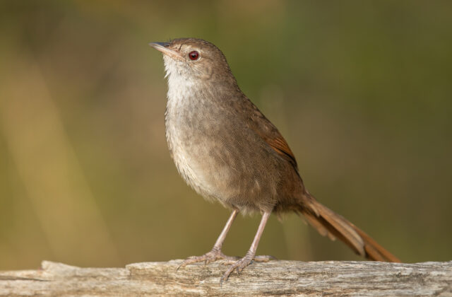 Eastern Bristlebird