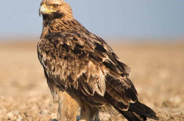 Eastern Imperial Eagle
