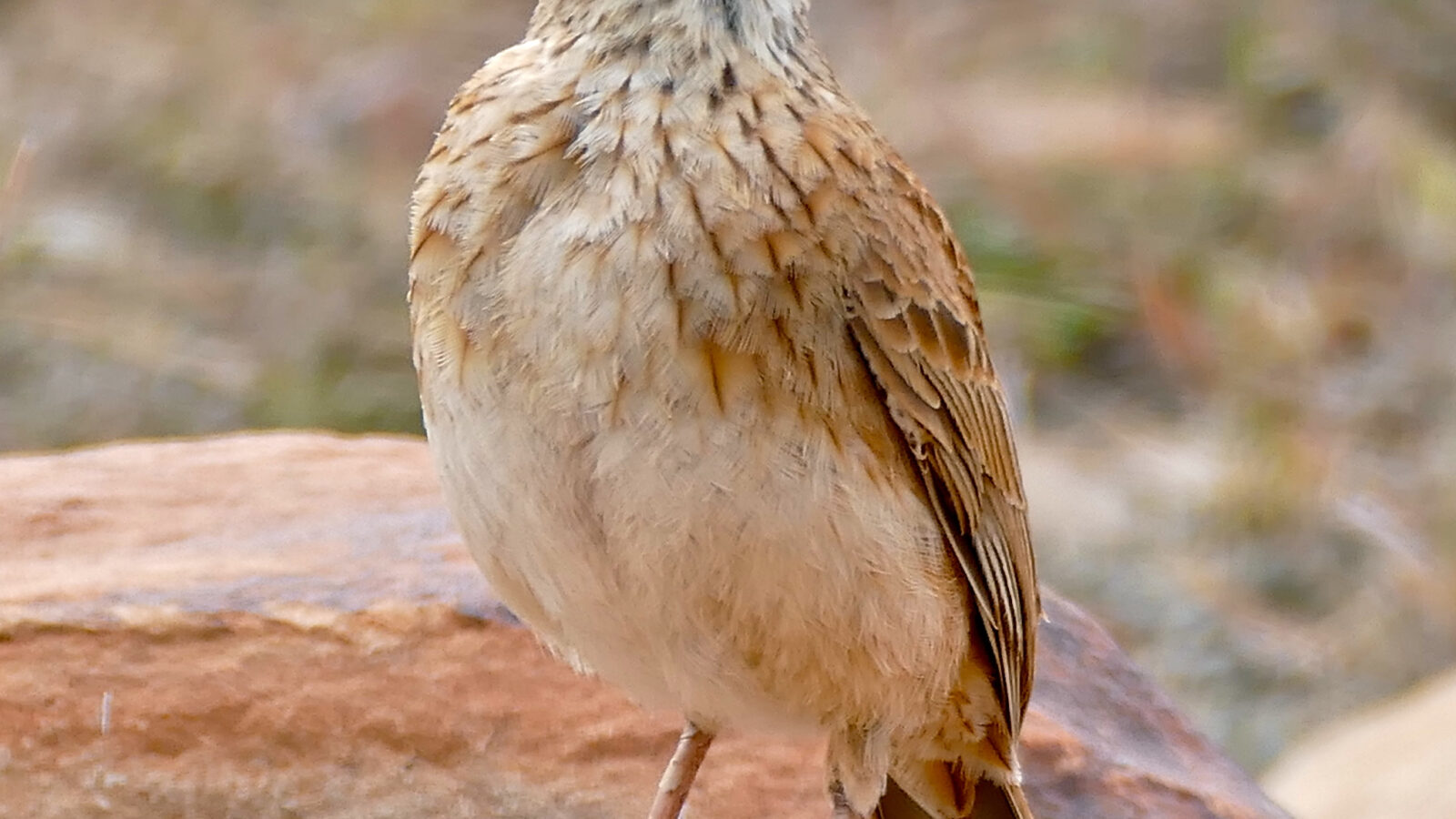 Eastern Long-billed Lark