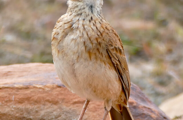 Eastern Long-billed Lark
