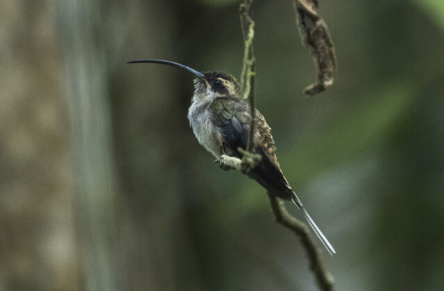 Long-billed Hermit