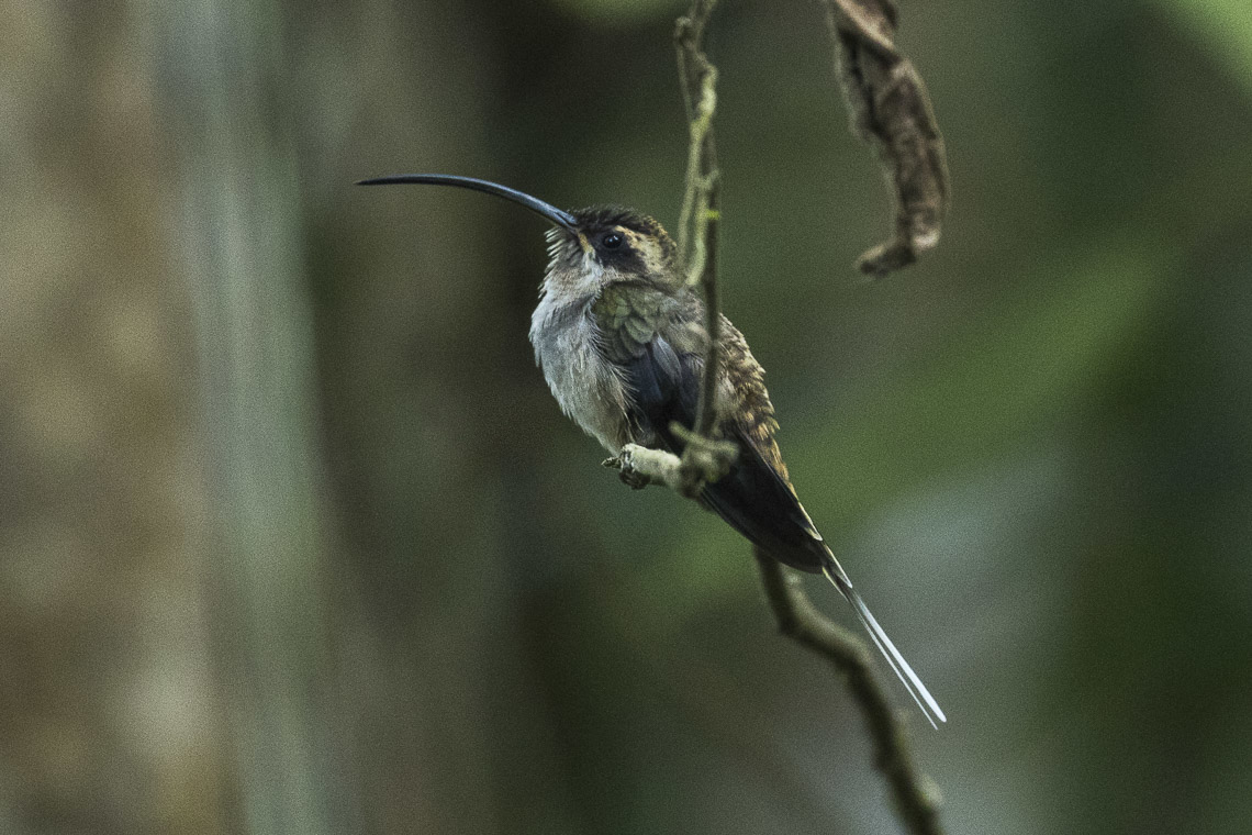 Long-billed Hermit