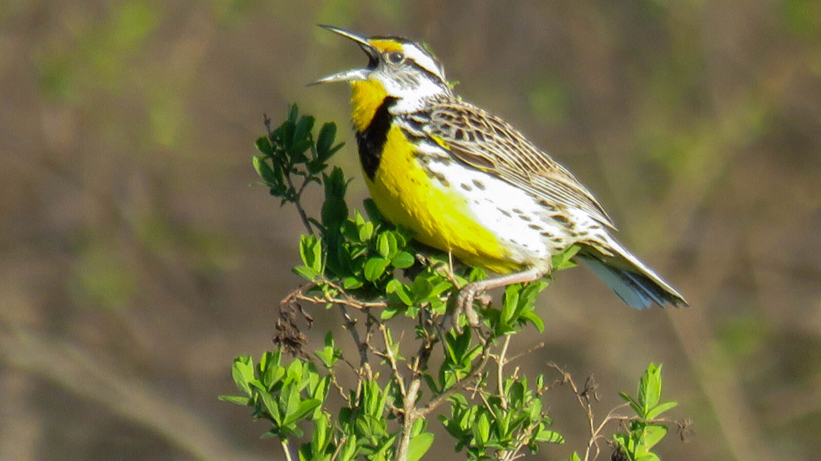 Eastern Meadowlark