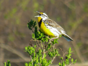 Eastern Meadowlark