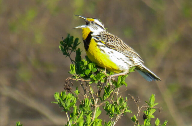 Eastern Meadowlark