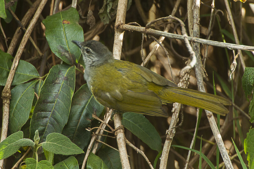 Black-headed Mountain Greenbul