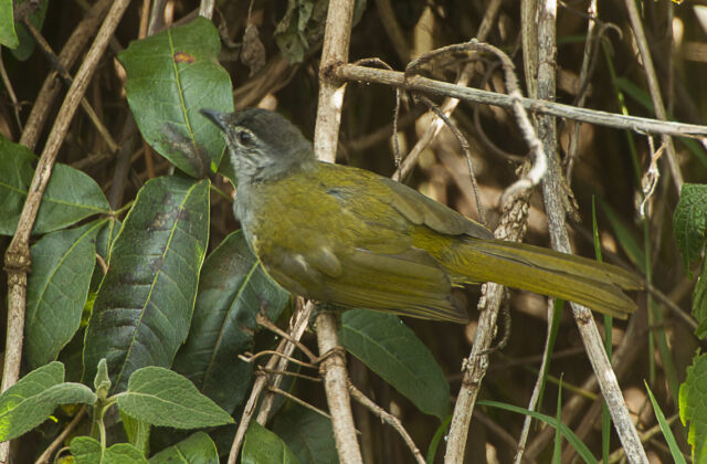 Black-headed Mountain Greenbul