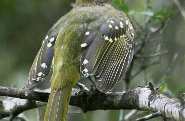 Eastern Nicator