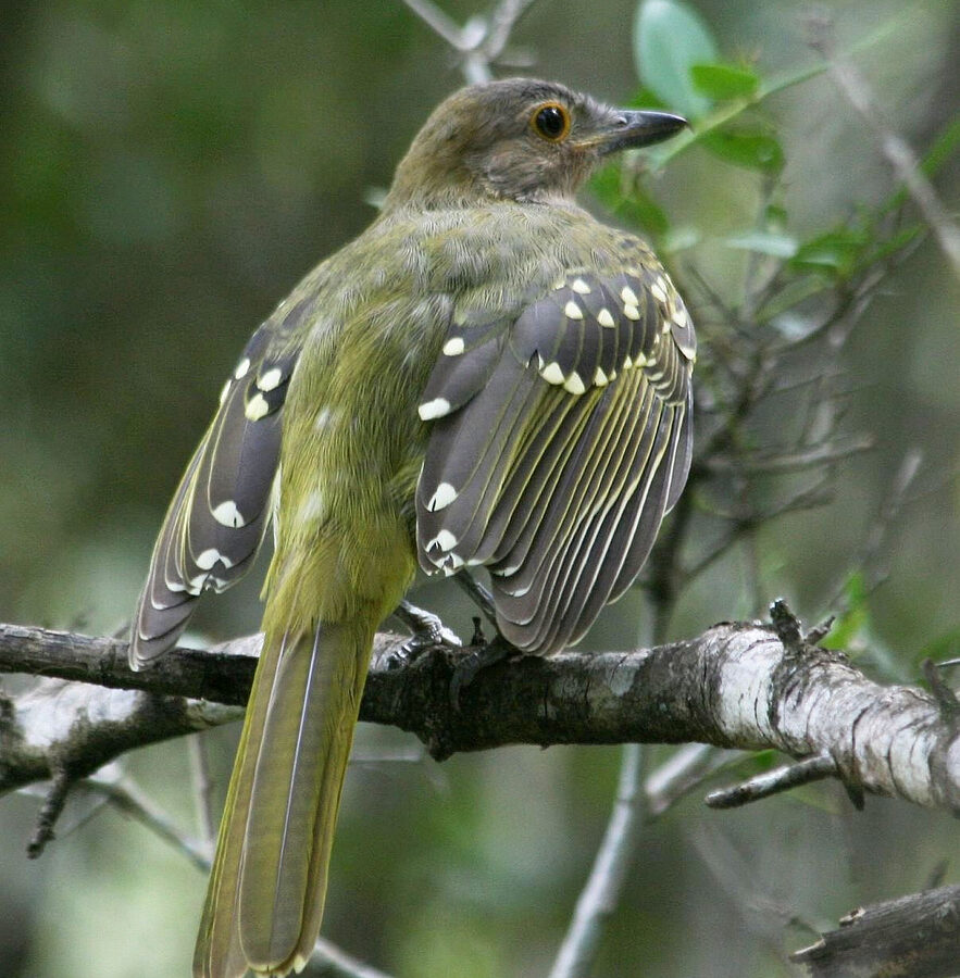 Eastern Nicator