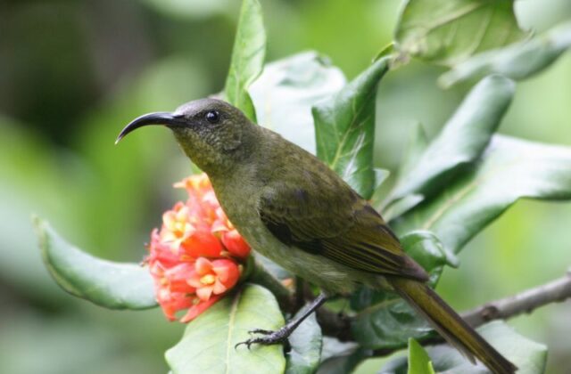 Olive Sunbird