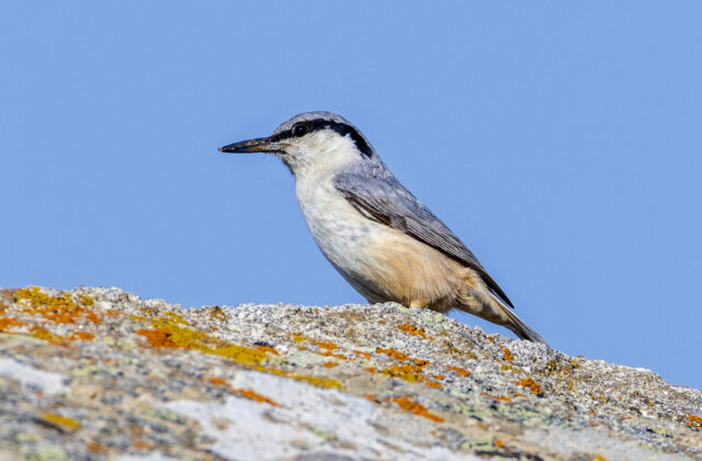 Eastern Rock Nuthatch