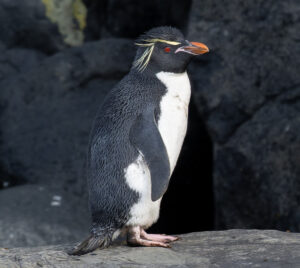 Eastern Rockhopper Penguin