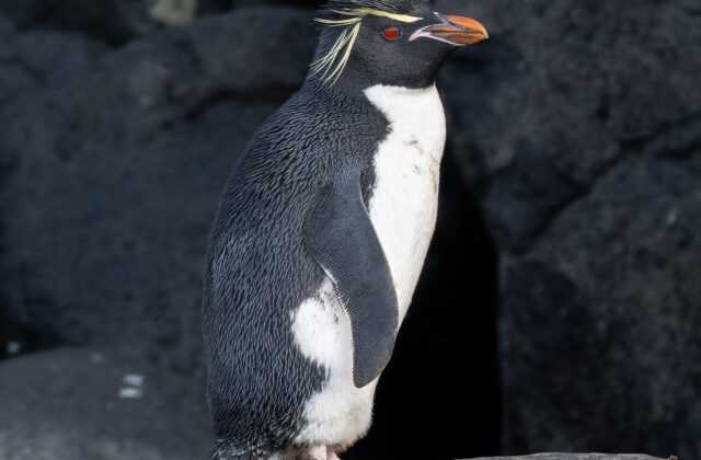 Eastern Rockhopper Penguin