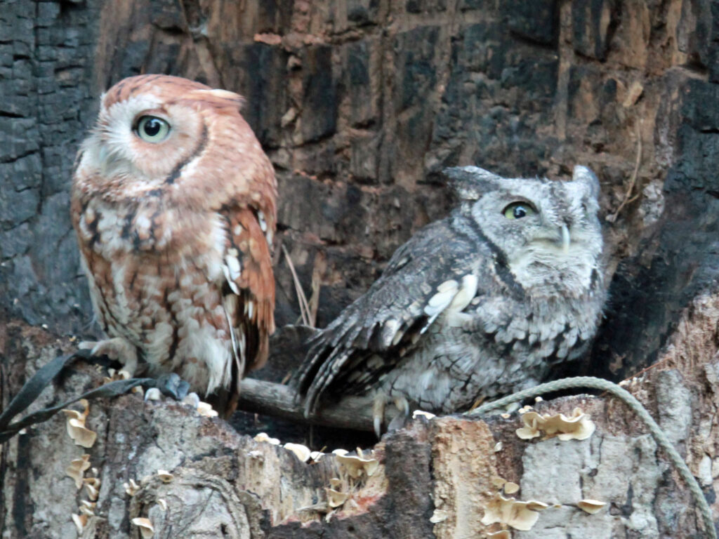 Eastern Screech Owl