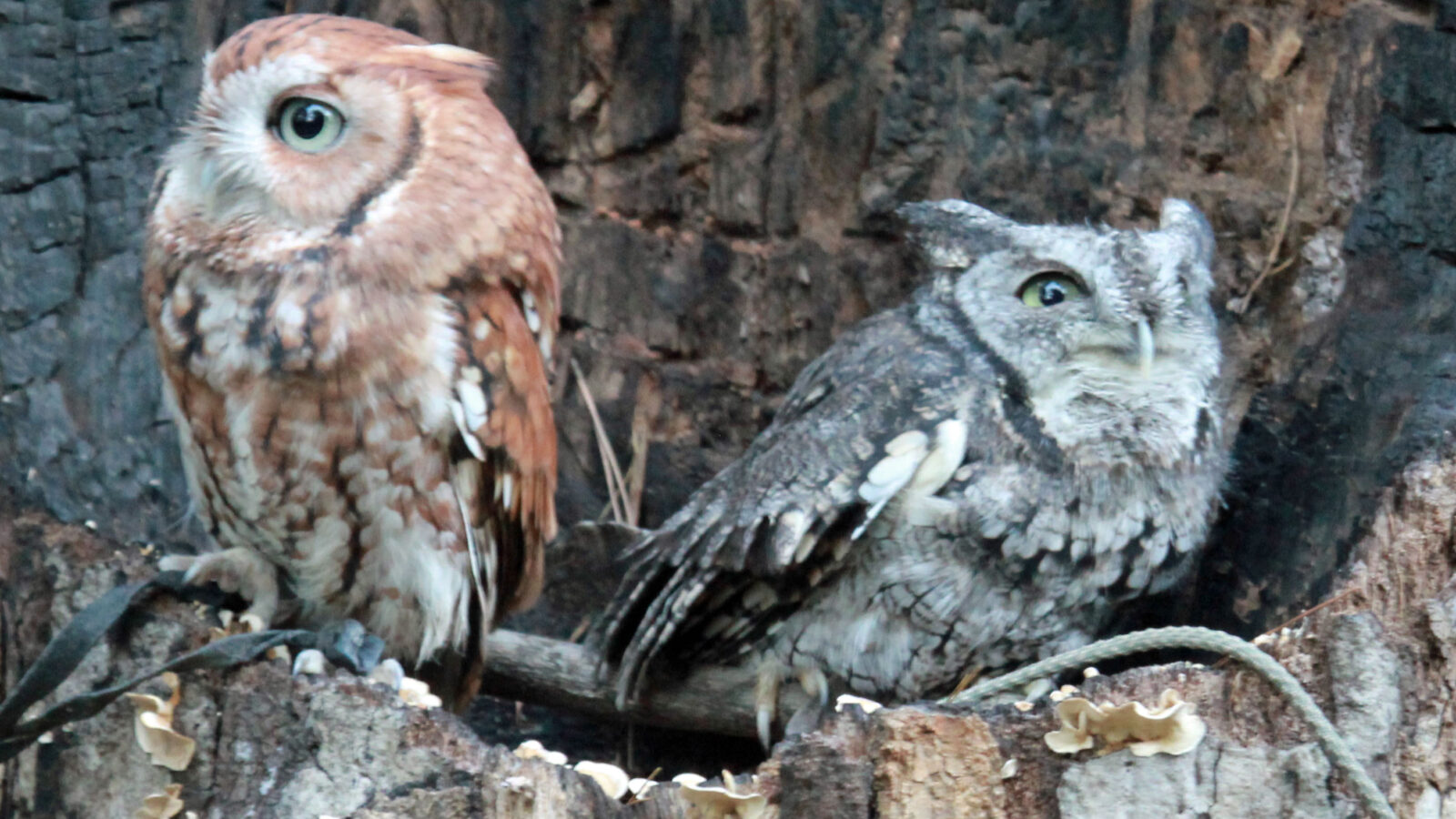 Eastern Screech Owl