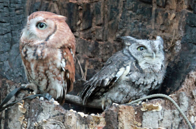 Eastern Screech Owl