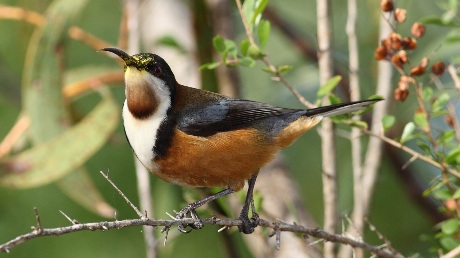 Eastern Spinebill