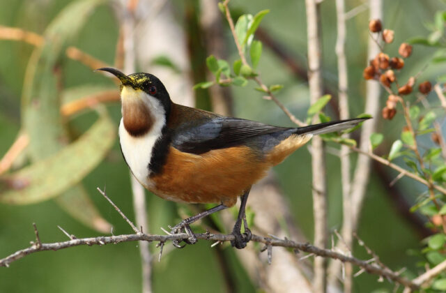 Eastern Spinebill