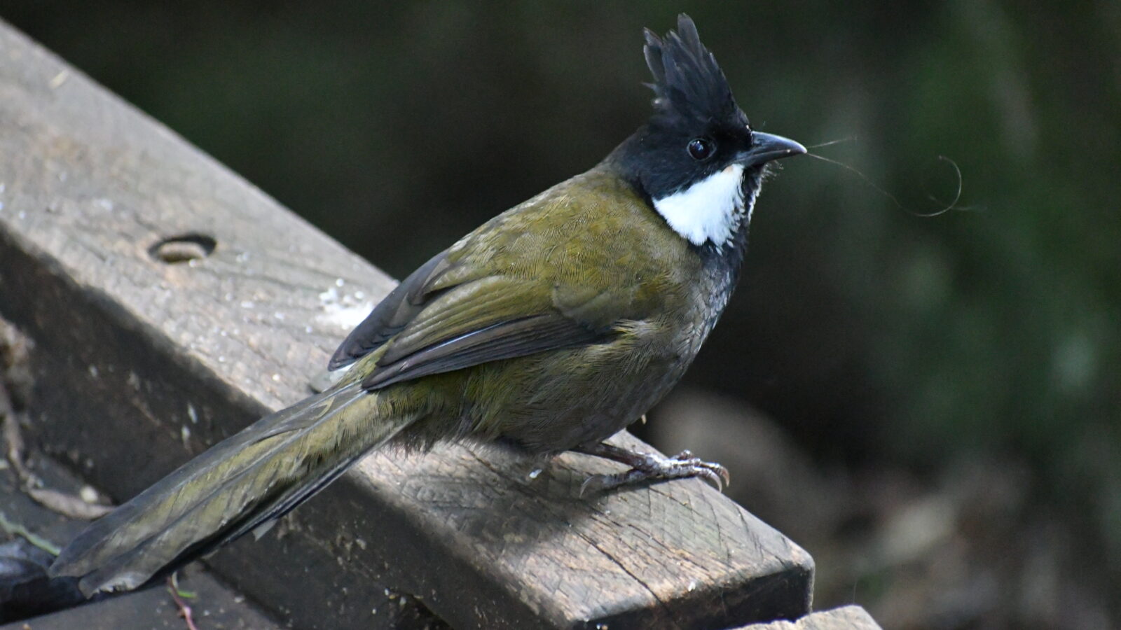 Eastern Whipbird