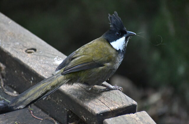 Eastern Whipbird