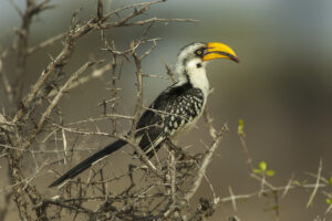 Eastern Yellow-billed Hornbill