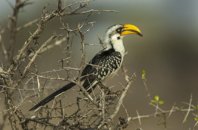 Eastern Yellow-billed Hornbill