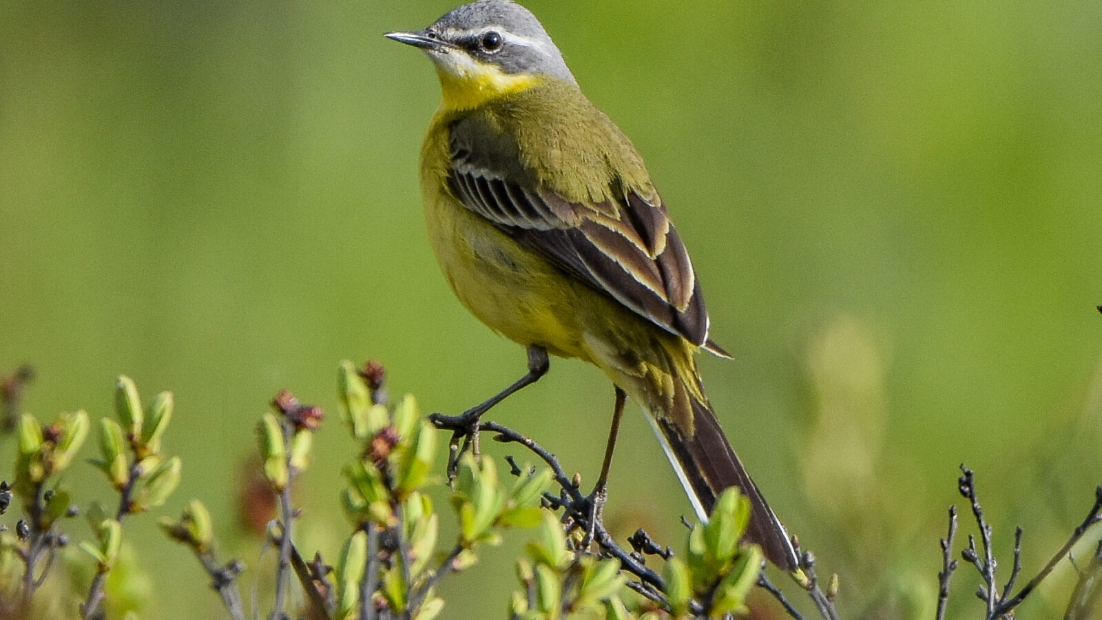 Eastern Yellow Wagtail