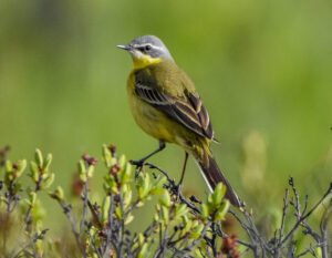 Eastern Yellow Wagtail