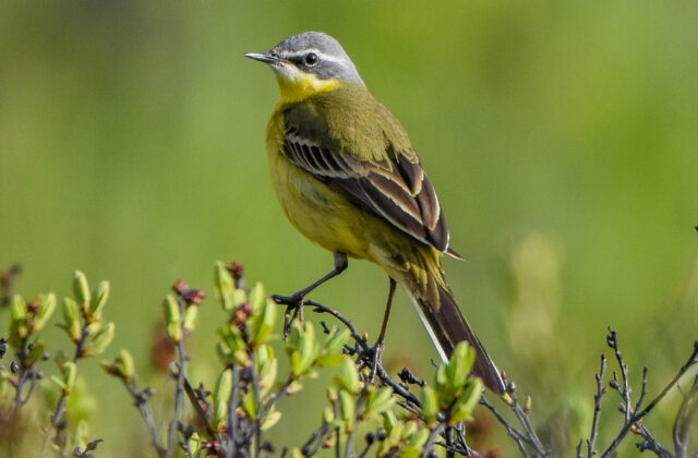 Eastern Yellow Wagtail