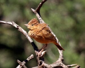 Eastern Clapper Lark