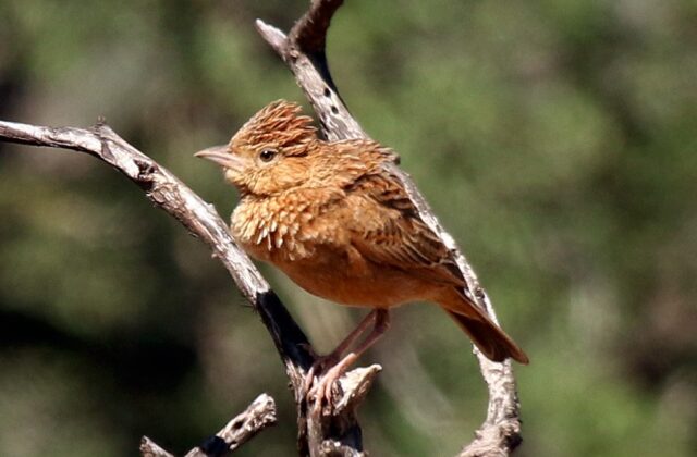 Eastern Clapper Lark