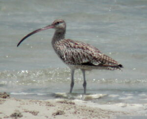 Far Eastern Curlew