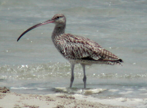 Far Eastern Curlew