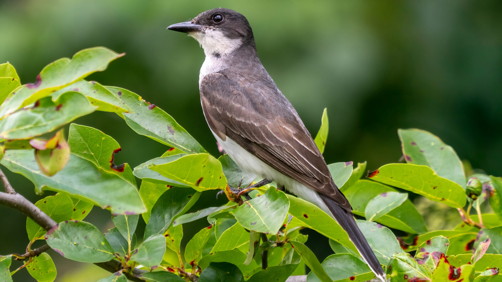 Eastern Kingbird