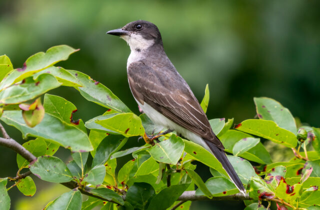 Eastern Kingbird